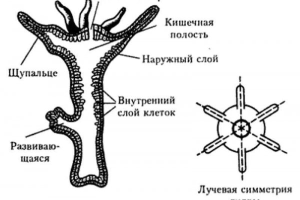 Как пополнить кошелек кракена